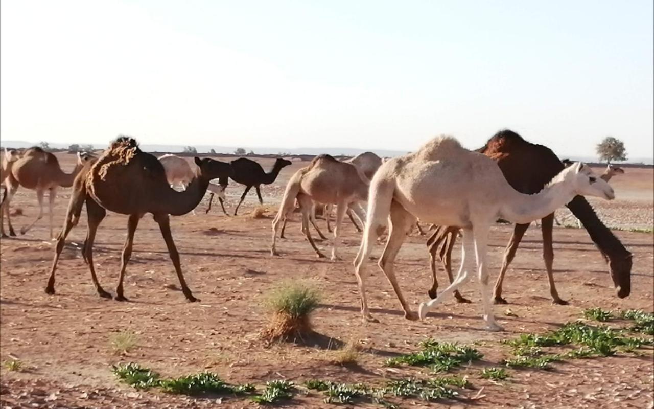 Kasbah Les Alizes Du Desert M'Hamid Esterno foto